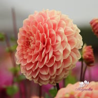 Romance Dahlia Tuber