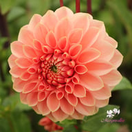 Romance Dahlia Tuber