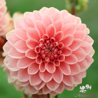 Romance Dahlia Tuber