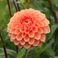 Romance Dahlia Tuber