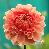 Romance Dahlia Tuber