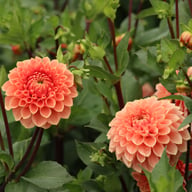 Romance Dahlia Tuber