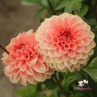 Romance Dahlia Tuber