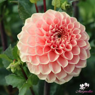 Romance Dahlia Tuber