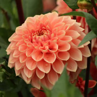 Romance Dahlia Tuber