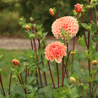 Romance Dahlia Tuber