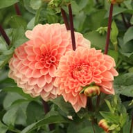 Romance Dahlia Tuber
