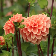 Romance Dahlia Tuber