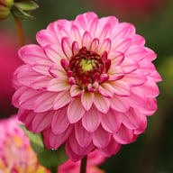 Romantica Dahlia Tuber