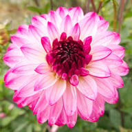 Romantica Dahlia Knöl