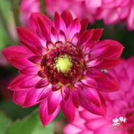 Romantica Dahlia Knöl