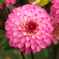 Romantica Dahlia Tuber
