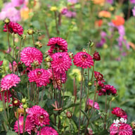 Romantica Dahlia Knöl