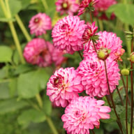 Romantica Dahlia Tuber