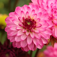 Romantica Dahlia Tuber