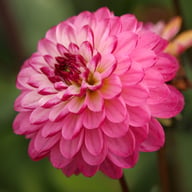 Romantica Dahlia Tuber