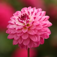 Romantica Dahlia Tuber