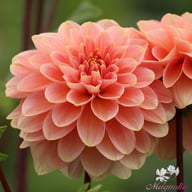 Rosario Dahlia Tuber