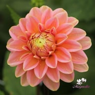 Rosario Dahlia Tuber