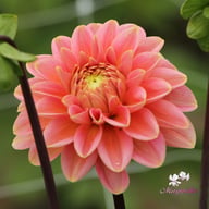 Rosario Dahlia Tuber