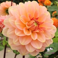 Rosario Dahlia Tuber