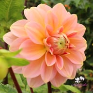 Rosario Dahlia Tuber