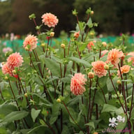 Rosario Dahlia Tuber