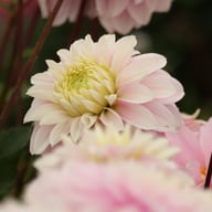 Rose Quartz Idylle Dahlia Tuber
