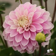 Rose Quartz Idylle Dahlia Tuber
