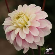 Rose Quartz Idylle Dahlia Tuber