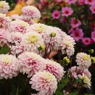 Rose Quartz Idylle Dahlia Tuber