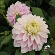 Rose Quartz Idylle Dahlia Tuber