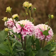 Rose Quartz Idylle Dahlia Tuber