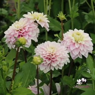 Rose Quartz Idylle Dahlia Tuber