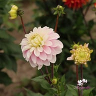 Rose Quartz Idylle Dahlia Tuber
