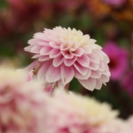 Rose Quartz Idylle Dahlia Tuber