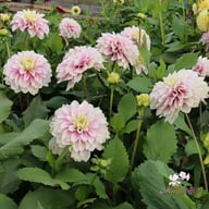 Rose Quartz Idylle Dahlia Tuber