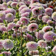 Rose Quartz Idylle Dahlia Tuber