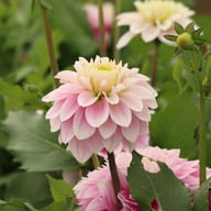 Rose Quartz Idylle Dahlia Tuber