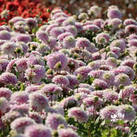 Rose Quartz Idylle Dahlia Tuber