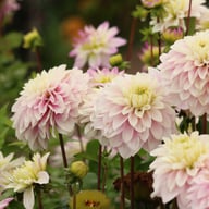 Rose Quartz Idylle Dahlia Tuber