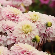 Rose Quartz Idylle Dahlia Tuber