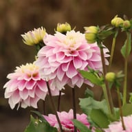 Rose Quartz Idylle Dahlia Tuber