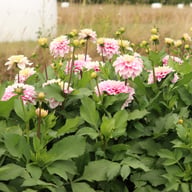 Rose Quartz Idylle Dahlia Tuber