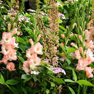 Rose Supreme Gladiolus Knölar