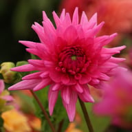 Rosella Dahlia Knöl