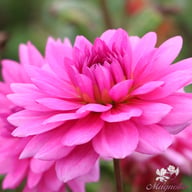 Rosella Dahlia Tuber