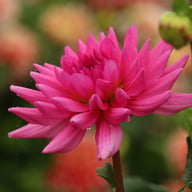 Rosella Dahlia Knöl