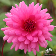 Rosella Dahlia Tuber