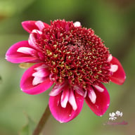 Rosie Raven Dahlia Tuber